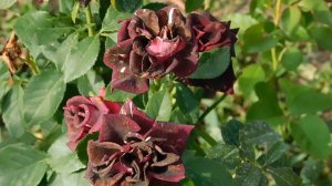 19=09=2025  кмр   (111)