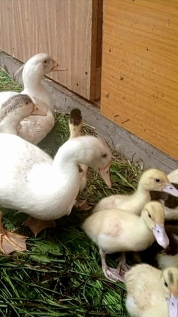 Маленькие индоутки знакомятся с взрослыми