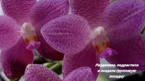 Фаленопсис Ho's Lovely Amethyst групповая посадка