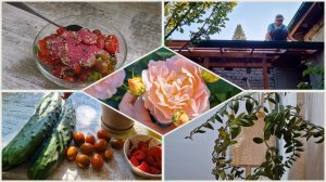 Имеют свойство менять вкус 🍅. Веранда Монтаж желобов. Огород и урожай в начале сентября.