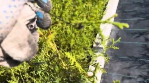 Туя Брабант Р9 30-50 см