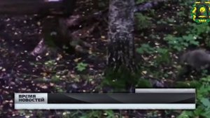 Сразу три обитателя Краснобаковского заповедника попали на кадры фотоловушки