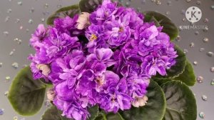 Мучнистая Роса на фиалке. Причины и лечение.