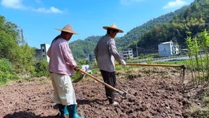 Сяо Ли - Первые осенние овощи поданные к тарелке супа майхуа