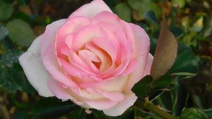 19=09=2025  кмр   (140)