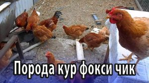 Порода домашних кур фокси чик особенности содержания и разведения