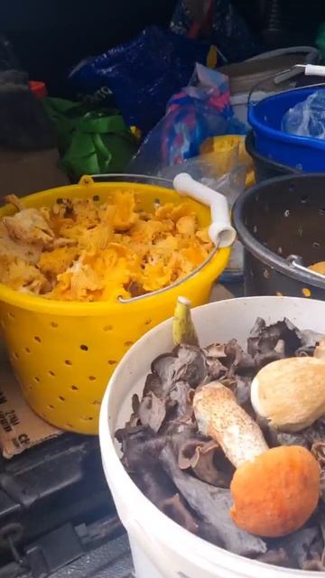 гриб лисичка есть кругом. и ЧЕРНАЯ И ЖЕЛТАЯ. Поход в лес за грибами, Грибная банда админы. смотреть онлайн