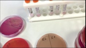 Груминг-салоны - источник патогенных микробов