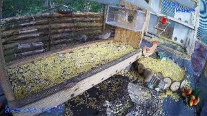 🔴24/7 Кормушка в лесу онлайн "Кафе Лесное" #Relaxing #природа #звуки леса #сентябрь