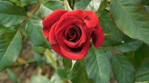 19=09=2025  кмр   (131)