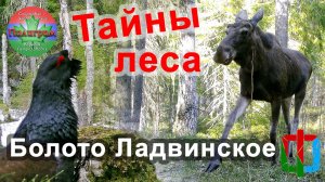 Тайная жизнь леса. Болото Ладвинское и фауна его окрестностей.