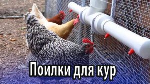Поилки для кур выбор и установка в домашних условиях