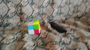 как кубыч реагирует на то что за него проголосовали:mp4