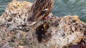 ▶️ Как мать сторожит своих детёнышей /Олег Цайгер Жизнь на море / Крым