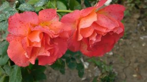 19=09=2025  кмр   (154)