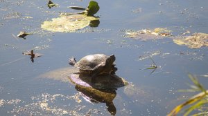 Осеннее Левобережье (Белгород