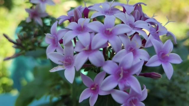 Чудесное и невероятное приключение островитянки или злые вы все! #надежда #приключение #островитянка