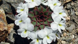 Оптимистические СТРЕЛЬЦЫ. 💮🌸🍀 Ваш таро-прогноз на октябрь 2025 год.