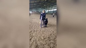 Фестиваль собак без породы «Для дружбы не важна порода» прошел в городском зооцентре «Надежда»