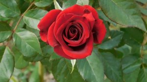 19=09=2025  кмр   (143)