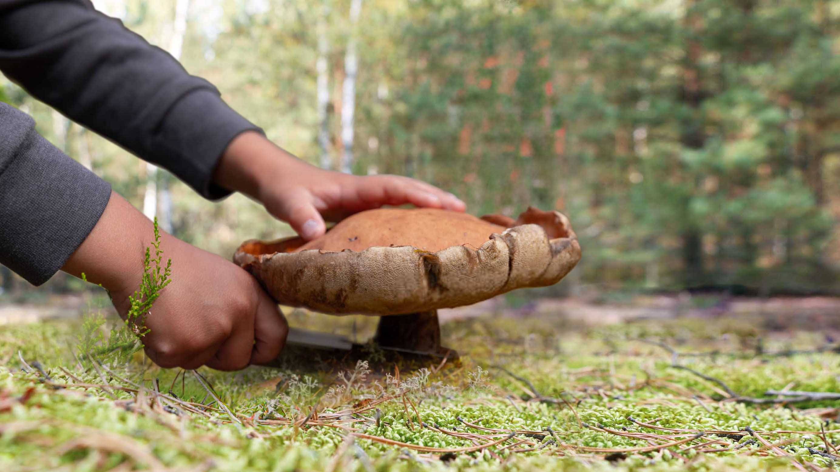 ГРИБНОЙ остров на Обском море. БЕЛЫЕ ГРИБЫ растут на каждом шагу