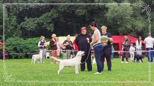 Чемпионат Лабрадоров STARSEARCHER SHAMAN