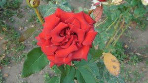 19=09=2025  кмр   (159)