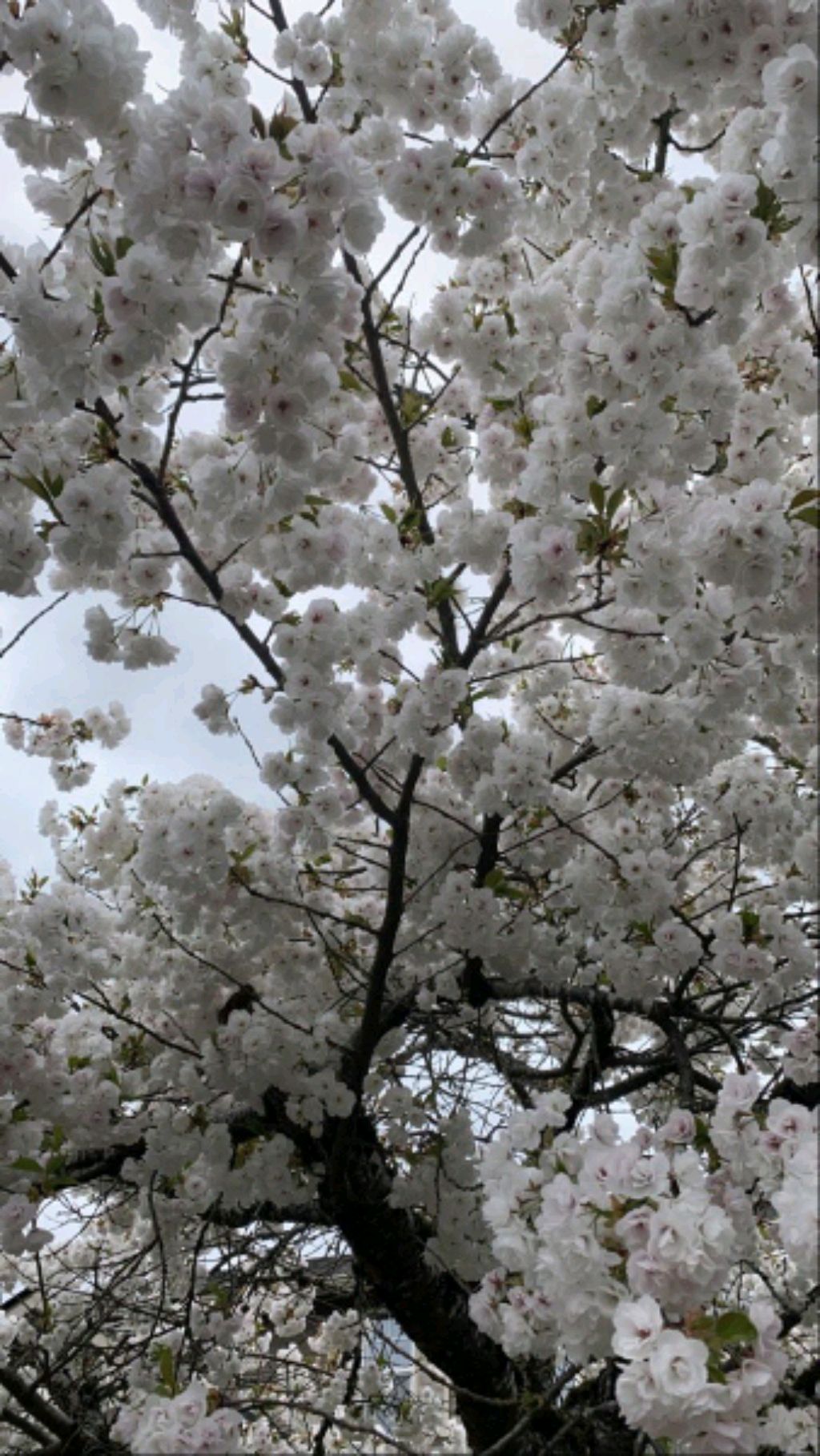 ✨🍀дашка🍀✨ смотреть онлайн