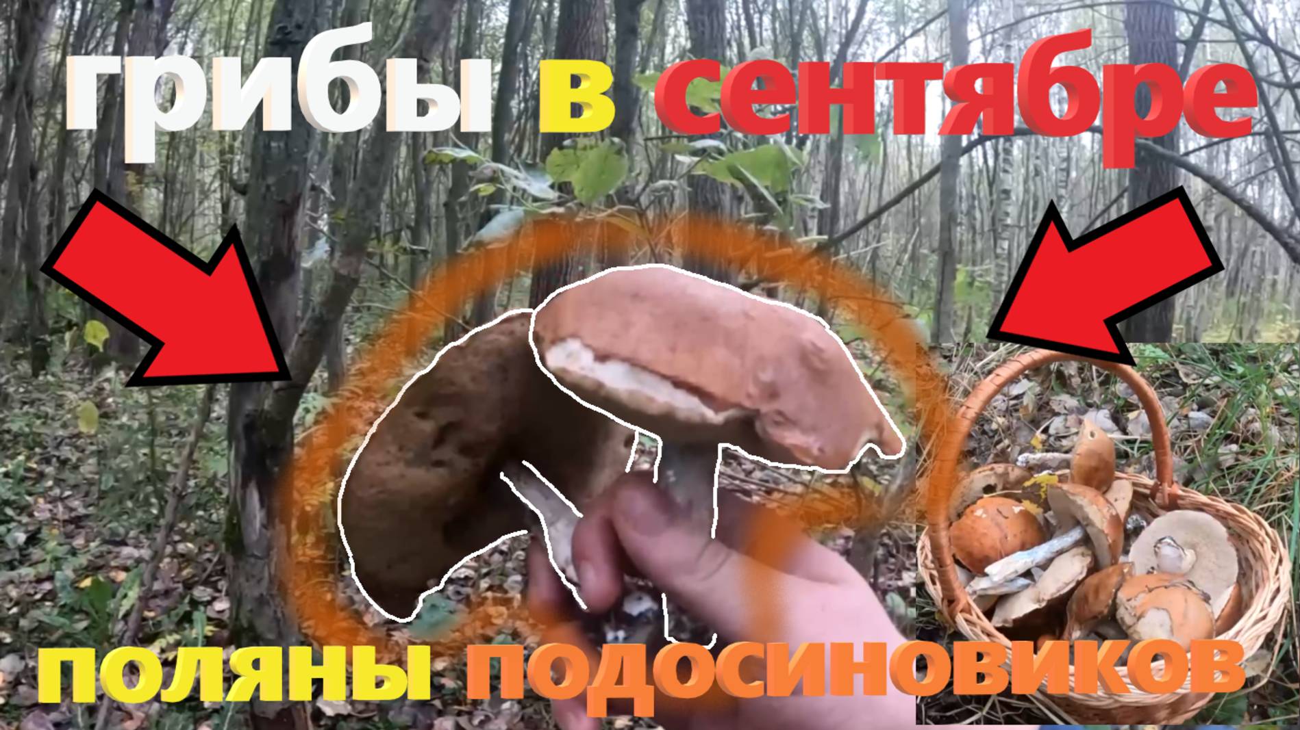 Корзина ПОДОСИНОВИКОВ за пол часа!!! ПОДОСИНОВИКИ на юге Подмосковья в середине сентября 2025! 🍁🍂 смотреть онлайн