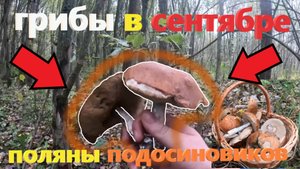 Корзина ПОДОСИНОВИКОВ за пол часа!!! ПОДОСИНОВИКИ на юге Подмосковья в середине сентября 2025! 🍁🍂