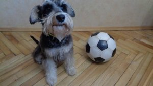 Цвергшнауцер Морган. Zwergschnauzer