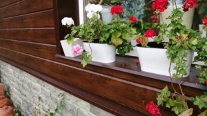 Дача! Достроили дровенник! Петунью больше не сажаю, альтернатива есть! Какая польза от хвои!