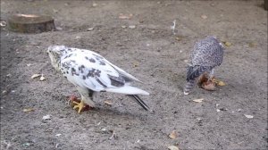 Балобан и степной орёл 17.09.2025