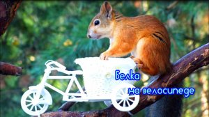 Белка сидит на велосипеде ест