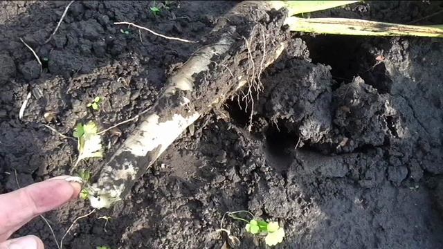 Урожай пастернака