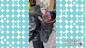 Мотопес. Видели видео? Фрагмент выпуска от 21.09.2025
