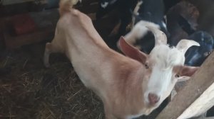 Работа по хозяйству и ремонт газели.