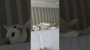 Милка на матрасе, изучает потолок и шалит