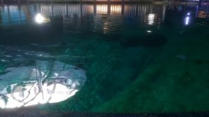 Океанариум Гонконг 🇭🇰