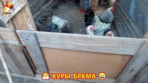 Куры Брама с лохматыми лапами прекрасные несушки (57)