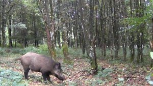 Кабаны фото ловушка