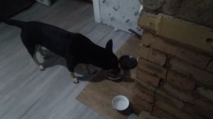 вьюга и плюшка