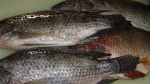 Карась на решетке