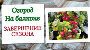 Огород на балконе. Завершение сезона. Итоги, выводы. 21-09-2025