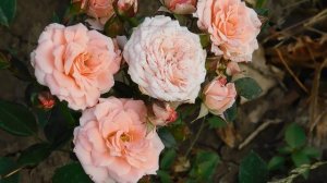 19=09=2025  кмр   (151)