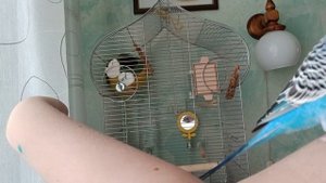 Волнистый ручной попугай 🦜