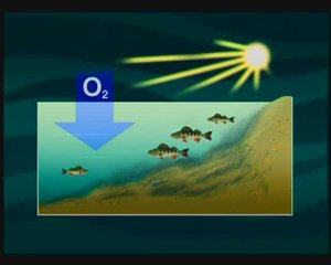 Как меняется поведение Окуня (European perch) — Perca fluviatilis перед ледоставом и по перволедью ?