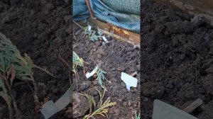 Укоренённые черенки хвойных