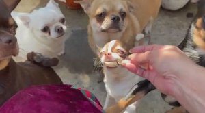 Малыши получили немного вкусненького.