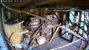 Белки бельчатник догонялки